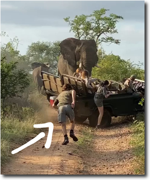 Charging elephant